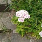 Dianthus barbatusKukka