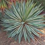 Agave vivipara Leaf