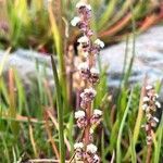 Triglochin maritima Blüte