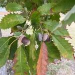 Quercus muehlenbergii Leaf