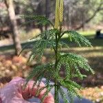 Lycopodium dendroideum Yaprak