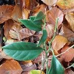 Sarcococca ruscifolia Foglia