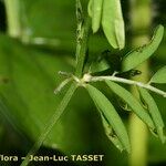 Vicia loiseleurii Altres