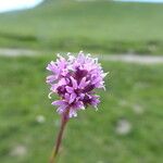 Viscaria alpina Blomma