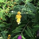 Buddleja x weyeriana Fleur