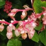 Gaultheria shallon 花