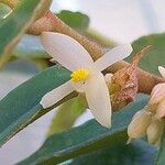 Begonia furfuracea