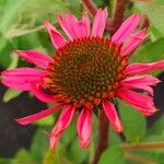 Echinacea purpurea Цвят