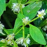 Alternanthera ficoidea Flors