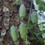 Eccremocarpus scaber Fruitua
