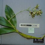 Dendrobium macrophyllum Flower