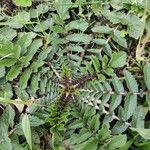 Brassica tournefortii Leaf