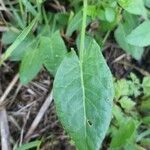 Rumex acetosa Leaf