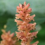 Orobanche flava Flor