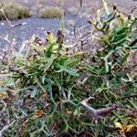 Launaea arborescens Leaf