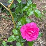 Rosa × damascena Květ