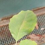 Lannea microcarpa Leaf