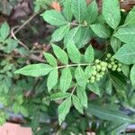 Rhus copallinum Ліст