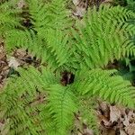 Dryopteris intermedia Hoja