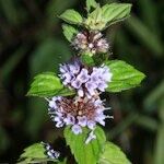 Mentha × gracilis Flower