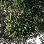 Afrocarpus mannii Yaprak