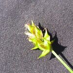 Carex muricata फूल
