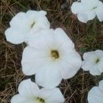 Petunia axillaris Floare