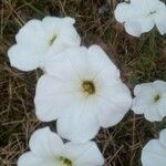 Petunia axillaris Blomma