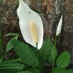 Spathiphyllum wallisii Flower