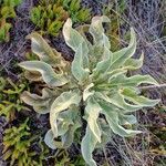 Verbascum niveum List