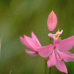 Calopogon tuberosus Kvet