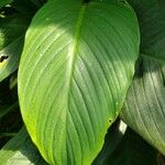 Spathiphyllum cannifolium 葉