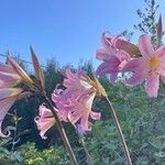 Amaryllis belladonna Bloem