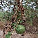 Lagenaria sphaerica Fruit