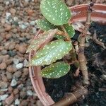 Begonia coccinea Hostoa