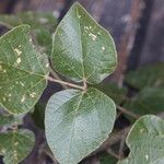 Erythrina abyssinica Leaf