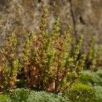 Crassula sieberiana