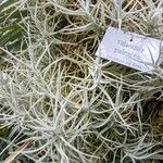 Tillandsia paleacea Yeri