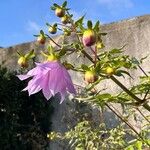 Dahlia imperialis Blomst