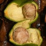 Eugenia wentii Fruit