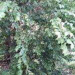 Casearia decandra Hábito