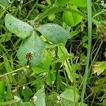 Trifolium incarnatum برگ