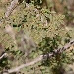 Mimosa aculeaticarpa Hoja