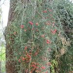 Ephedra altissima Habitus