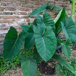 Colocasia gigantea Leaf