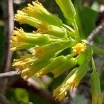 Solanecio angulatus Flor