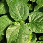 Thunbergia battiscombei Leaf