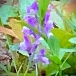 Scutellaria integrifolia 花