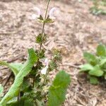 Salvia sclareaFlower