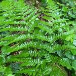 Dryopteris carthusiana Foglia